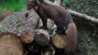 Pine marten. Photo: Fotolia