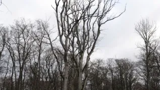 Nowo powstały rezerwat przyrody Wiązy Reskie w Nadleśnictwie Resko. Fot. PAP/ Marcin Bielecki 03.02.2016