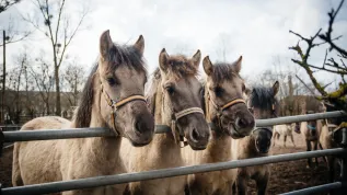 Polish koniks (descendants of tarpans), approx. 150 of which are in Popielno . Photo by JakubowskiFoto.