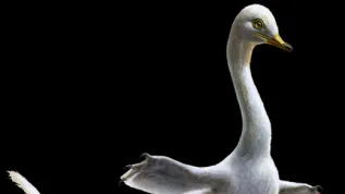 Artist's reconstruction of the appearance of Halszkaraptor escuilliei (Lukas Panzarin and Andrea Cau)