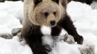 niedźwiedź, źródło PAP