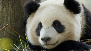 Źródło: WWF Polska