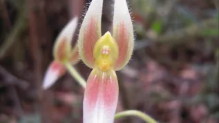 Ponthieva boliviensis, fot. Alfredo Fuentes