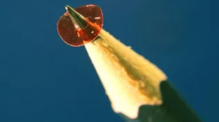 Photograph of a 5.5 mm micromotor rotor made of a properly oriented polymer, on a pencil tip. Source: Faculty of Physics, University of Warsaw, photo by Piotr Wasylczyk
