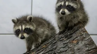 Foto: PAP/Maciej Kulczyński/15.07.2012/Wrocław