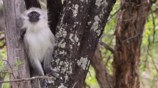 Vervet monkey (Chlorocebus pygerythrus) in South Africa. Credit: Anna J Jasinska