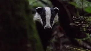 Badgers and raccoon dogs are frequent hosts of the tapeworm Spirometra erinaceieuropaei in Poland (credit: Rafał Kowalczyk, Mammal Research Institute PAN)