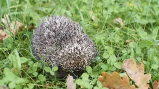 Fot. PAP/Dominik Kulaszewicz 10.10.2017