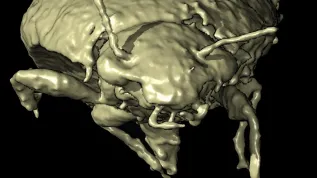 trójwymiarowa rekonstrukcja wyglądu T.coprolithica, Qvarnström et al.