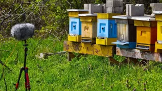 Apiary. Source: Wrocław University of Environmental and Life Sciences