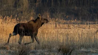 Credit: Rafał Kowalczyk