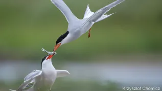 Źródło: UPP; Krzysztof Chomicz