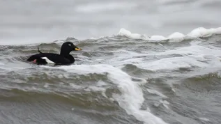 Velvet scoter (Melanitta fusca) male. Credit: Miłosz Kowalewski