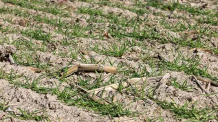 Różanki, 31.03.2022. Drought in arable fields in Różanki (Gorzów poviat). Credit: PAP/Lech Muszyński