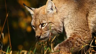 Credit: Rafał Kowalczyk, Mammal Research Institute, Polish Academy of Sciences