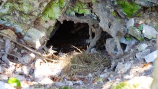 Badger burrow. Credit: Adobe Stock