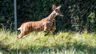 Łódź, 09.09.2020. Kudu mały w łódzkim ZOO. PAP/Grzegorz Michałowski