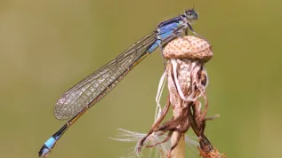 Samica tężnicy wytwornej Ischnura elegans. Fot. Christophe Brochard