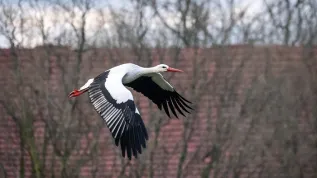 Bydgoszcz, 20.02.2024. Bocian Maciuś. PAP/Tytus Żmijewski