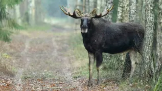 Moose. Credit: Patryk Sacharewicz