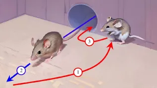Rys.: Oszukańczy unik zaobserwowany u myszy. Mysz polna (na rys. po prawej) ucieka korytarzem przed myszą leśną, której chce uniknąć. Kiedy wypada z korytarza do większej komory, zaczaja się w ciszy w pobliżu wylotu tego korytarza. Kiedy ścigająca wbiega do komory i próbuje się rozeznać w nowej przestrzeni, mysz polna za jej plecami wymyka się korytarzem i zyskuje czas. Źródło: Raffaele d'Isa et al. Royal Society Open Science, https://doi.org/10.1098/rsos.231692