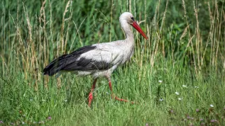 03.07.2024. Bocian biały (Ciconia ciconia). PAP/Darek Delmanowicz