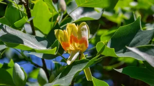 Liriodendron tulipifera. Credit: Adobe Stock