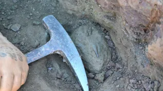 The 'fang' of a large amphibian, mastodonsaurus, found in Miedary. Credit: Tomaz Hitij