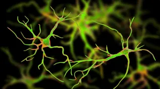 Astrocytes, Adobe Stock