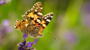 The painted lady (Vanessa cardui), Adobe Stock