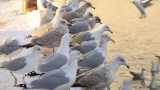 Gulls are sociable birds and in winter they often gather in large flocks, feeding in fishing ports. The photo shows European herring gulls in Władysławowo, January 2024. Credit: Grzegorz Neubauer