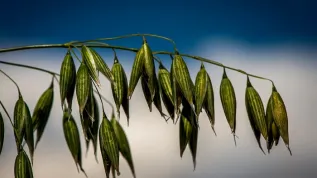 Minikowo (Kuyavian-Pomeranian Voivodeship), 11.07.2016. Common oats (Avena Sativa) - HARNAŚ variety. PAP/Tytus Żmijewski