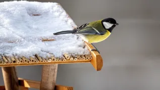 29.11.2023. Sikora bogatka (Parus major). PAP/Darek Delmanowicz