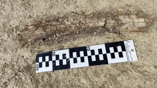 Fragment ciosu mamuta (stan zachowania w chwili odkrycia). Fot. P. Mroczek