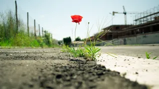 Fot. Adobe Stock