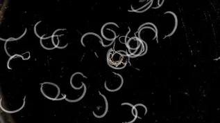 Schistosoma , Adobe Stock