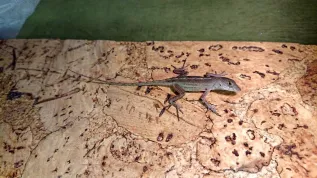 Anolis brązowy (Anolis sagrei). Fot. Paweł Kaczmarek