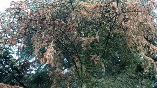 (woj. łódzkie), 23.09.2025. Zamierające z powodu zmiany klimatu i suszy drzewa iglaste w Arboretum w Rogowie, 23 bm. (aldg) PAP/Marian Zubrzycki 