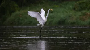 14.09.2025. Czapla biała (Ardea alba). PAP/Darek Delmanowicz