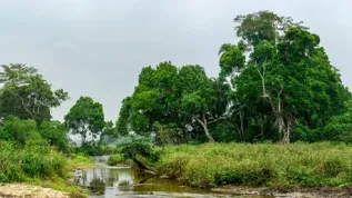 Kongo, Fot. Adobe Stock