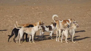 Fot: W pracy badano grupy wolnożyjących psów z Maroka, Czarnobyla (Ukraina), Włoch. Tu: grupa psów z Maroka, fot. dr Giulia Cimarelli.