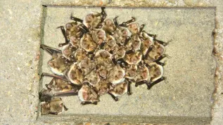 Fot. materiały prasowe Uniwersytet Przyrodniczy we Wroclawiu