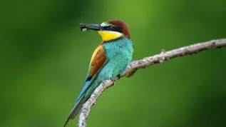 2.06.2024. Żołna (Merops apiaster). PAP/Darek Delmanowicz