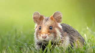 Chomik europejski (Cricetus cricetus) Fot. Adobe Stock