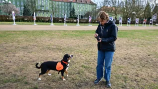 Szczecin, 26.03.2026. Behawiorystka z Centrum DiabDogs dr hab. Małgorzata Sulik prowadzi szkolenie psów asystujących osobom chorym na cukrzycę, 26 bm. w Szczecinie. Psy potrafią wyczuć nawet niewielkie zmiany biochemii organizmu człowieka, np. spadek cukru. Sygnalizują to naciskając nosem chorego. Przynoszą napój, pakiet ratunkowy z lekami, glukometrem, a nawet uruchamiają alarm, który może być połączony ze smarfonem. W ten sposób przekazują informację np. komuś z rodziny, że cukrzyk potrzebuje pomocy. DiabDogów jest w Polsce tylko kilka. Szczecińska behawiorystka rozwija ten projekt we współpracy z polską naukowczynią pracującą w Niemczech, gdzie psy „dla diabetyków” szkolone są od wielu lat. (sko) PAP/Marcin Bielecki