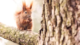 28.02.2024. Wiewiórka na gałęzi drzewa w Parku Ujazdowskim w Warszawie. PAP/Szymon Pulcyn