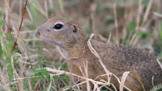 Fot. A. Kepel/PTOP „Salamandra”