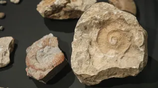 7.04.2026. Otwarcie wystaw „W kamień zmienione” oraz „Skarby minionych wieków” zorganizowanych z okazji 70-lecia Działu Archeologii Muzeum Podlaskiego, 17 bm. w głównej siedzibie muzeum w białostockim Ratuszu. (jm) PAP/Artur Reszko