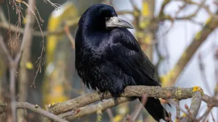 05.01.2025. Gawron (Corvus frugilegus). PAP/Darek Delmanowicz