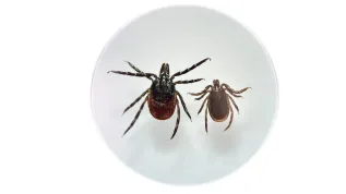 Kleszcz pospolity Ixodes ricinus, samica i samiec. Źródło: Katarzyna Bartosik